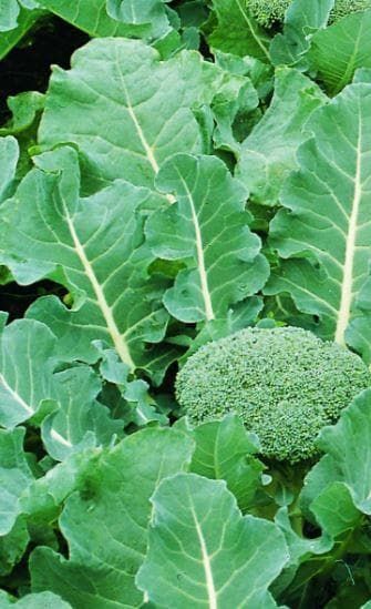 Organic Calabrese Fiesta F1 Hybrid Seeds