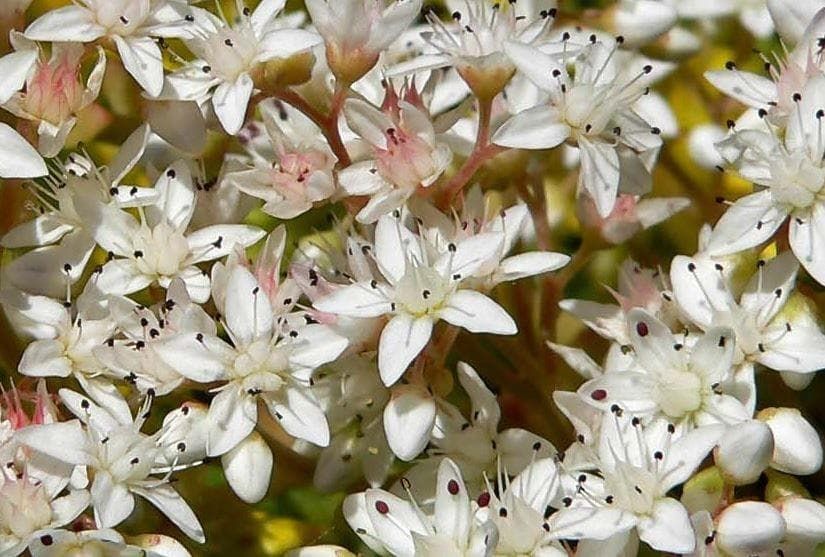 Sedum album White Stonecrop Seeds