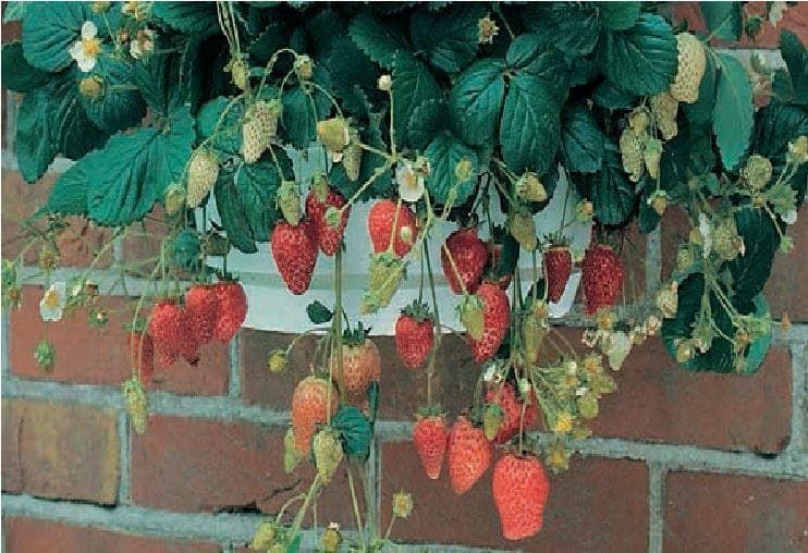 temptation strawberry seeds Strawberry Temptation Seeds – JustSeed