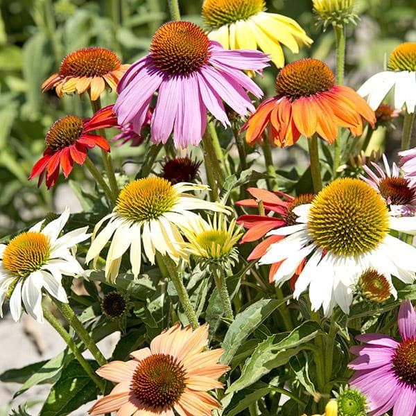 Echinacea Paradiso Dwarf Mix Seeds