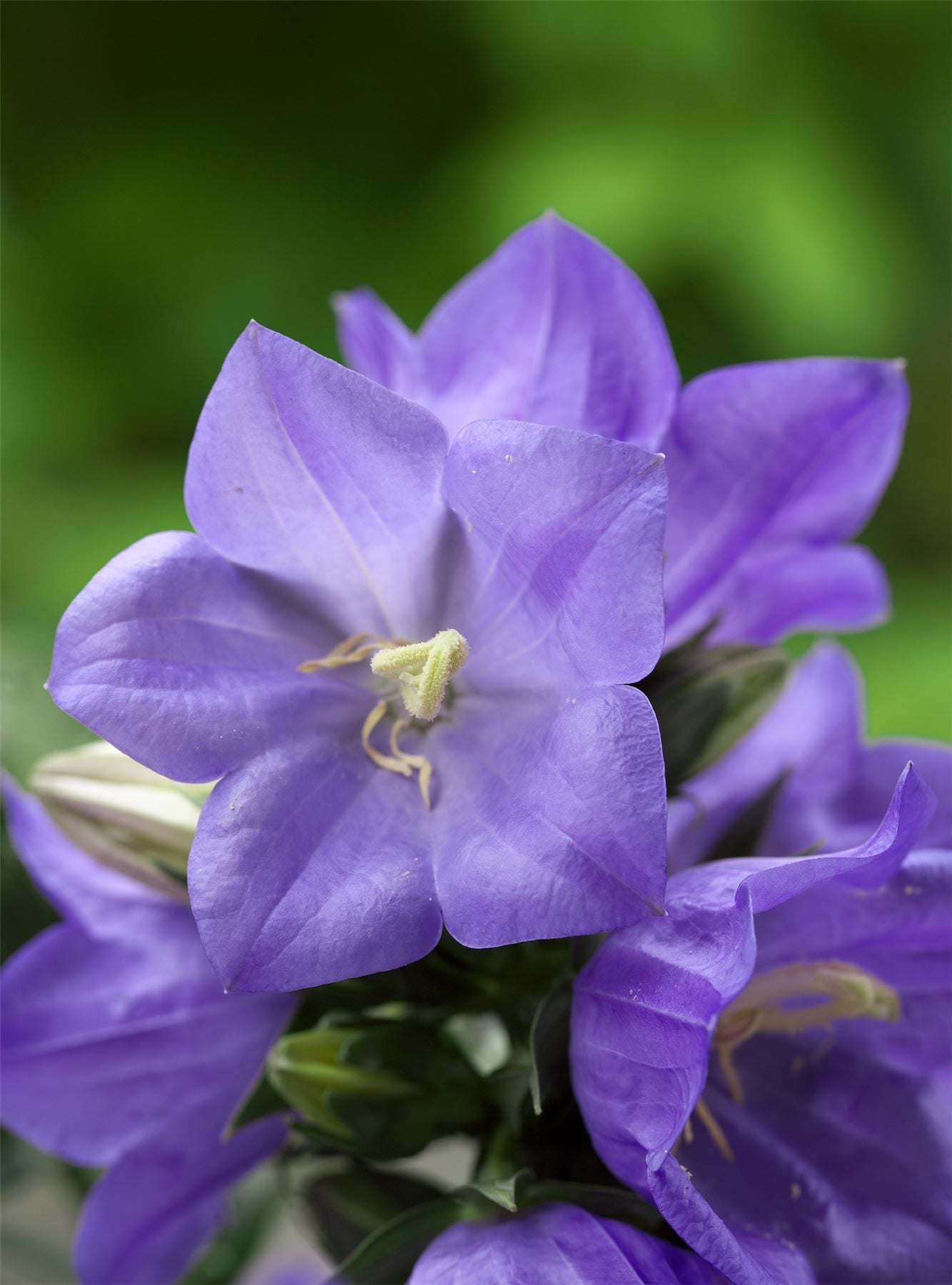 Campanula Takion Blue F1 Hybrid Pelleted Seeds