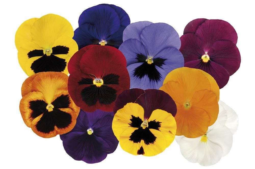 Pansy Matrix Autumn Selection Mixed F1 Hybrid Seeds