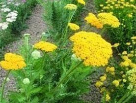 Achillea fillipendula Cloth of Gold Seeds