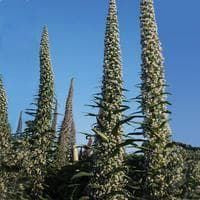 Echium pininana Snow Tower Seeds