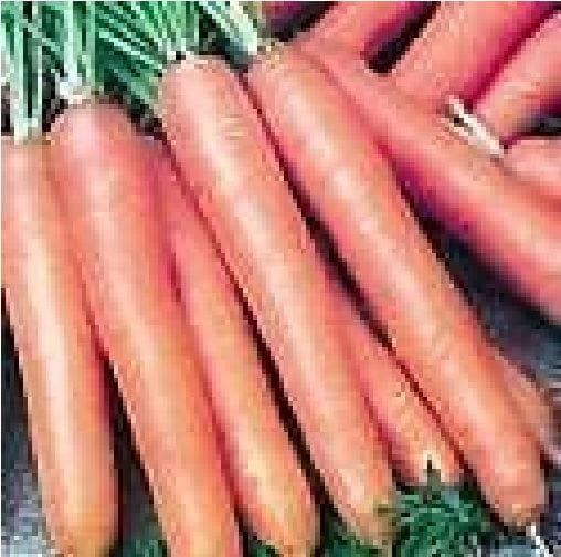 Carrot St Valery Seeds