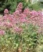 Wild Flower Red Valerian - Centranthus Ruber Seeds