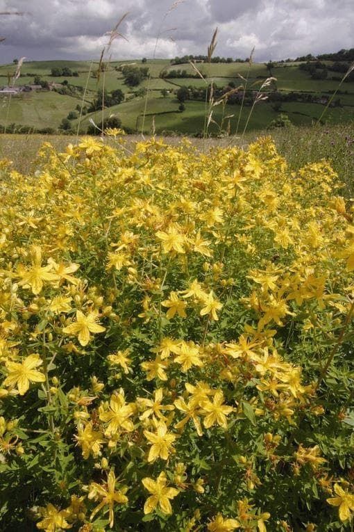 Wild Flower Hairy St John's Wort Hypericum hirsutum Seeds