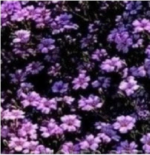 Saponaria ocymoides - Soapwort Seeds