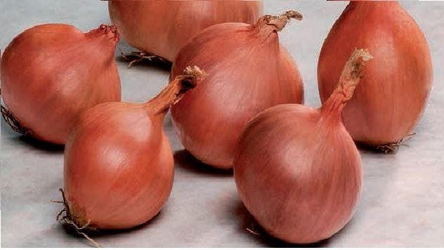 Shallot Ambition Seeds