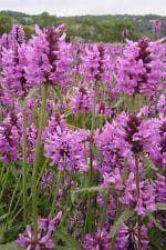 Wild Flower Betony Stachys officinalis Seeds