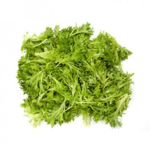 Lettuce Incised Leaf Salanova Experience RZ (79-41) Treated Seeds