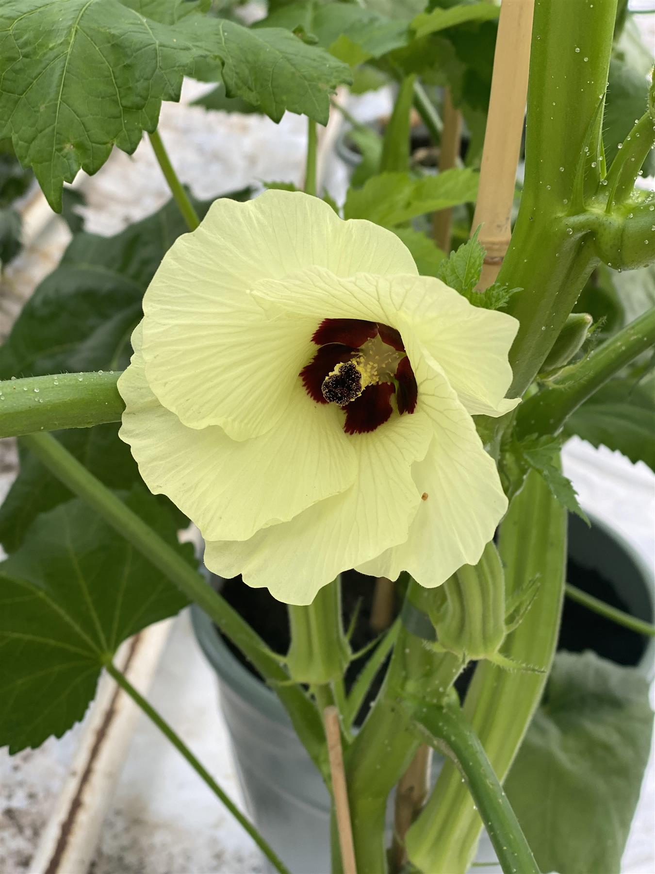 Okra Bhut Bhindi Seeds