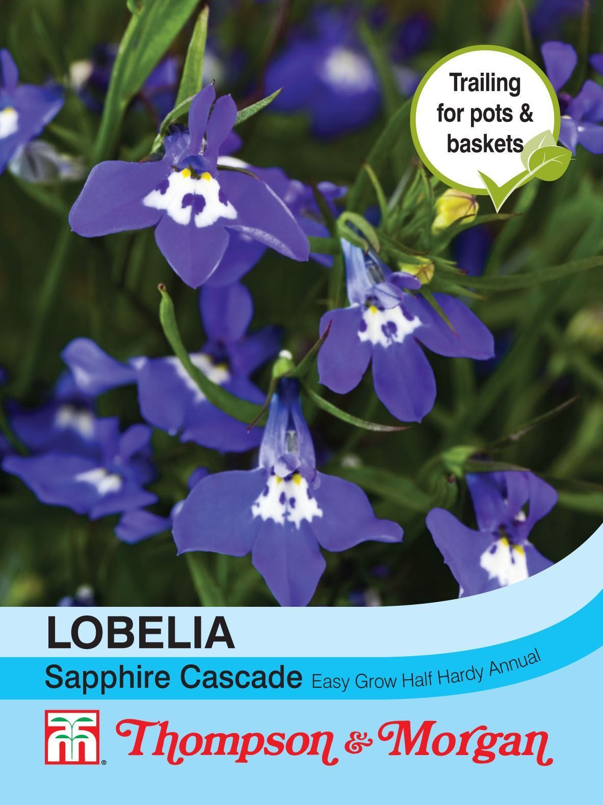 Thompson & Morgan Trailing Lobelia Sapphire Cascade Seed