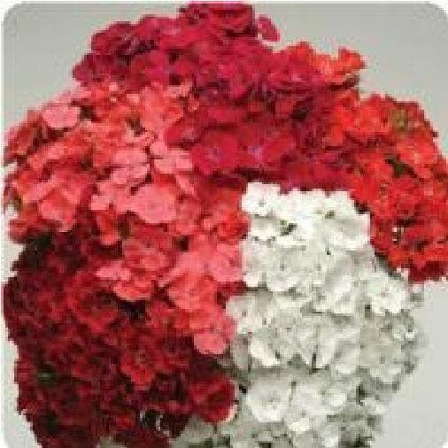 Sweet Wiliam Dianthus Sweet Mixed F1 Hybrid Seeds