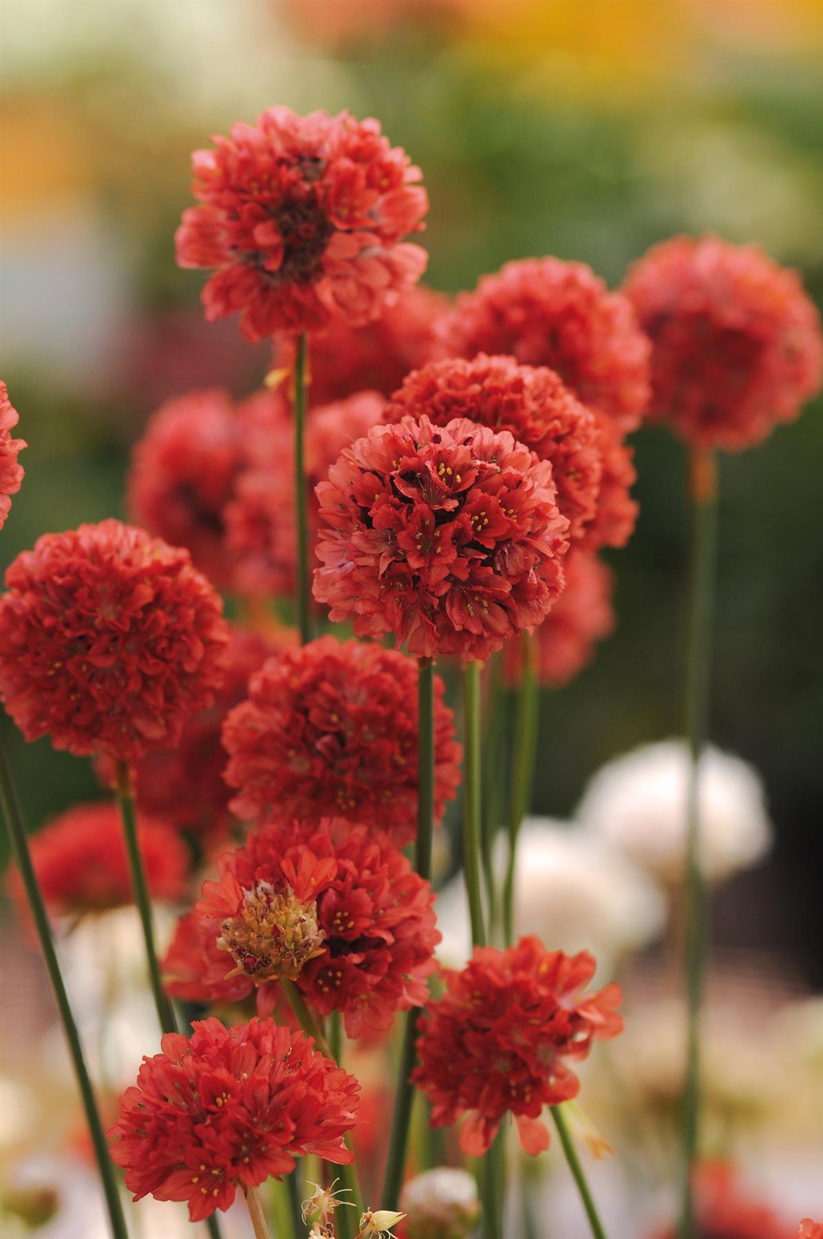Armeria Ballerina Red Seeds