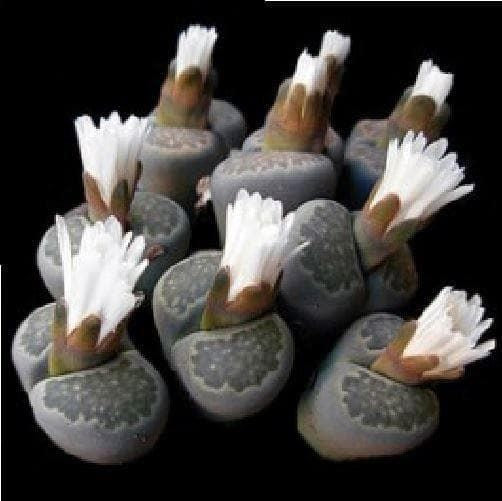 Cactus Lithops salicola Seeds