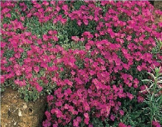 Aubrieta Deltoidea Royal Red Seeds