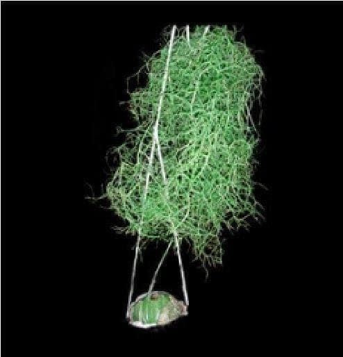 Bowiea Volubilis Seeds