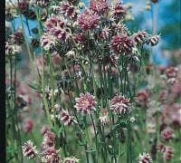 Aquilegia Nora Barlow Seeds