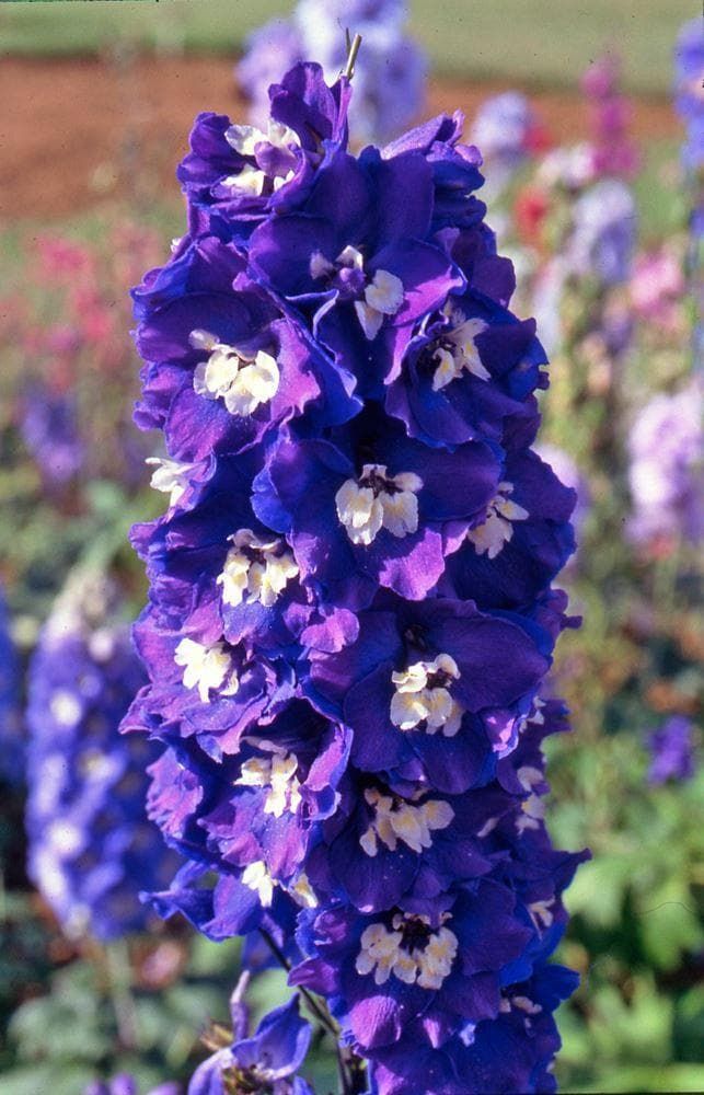 Delphinium Pacific King Arthur Seeds