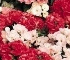 Phlox Promise Mixed Seeds