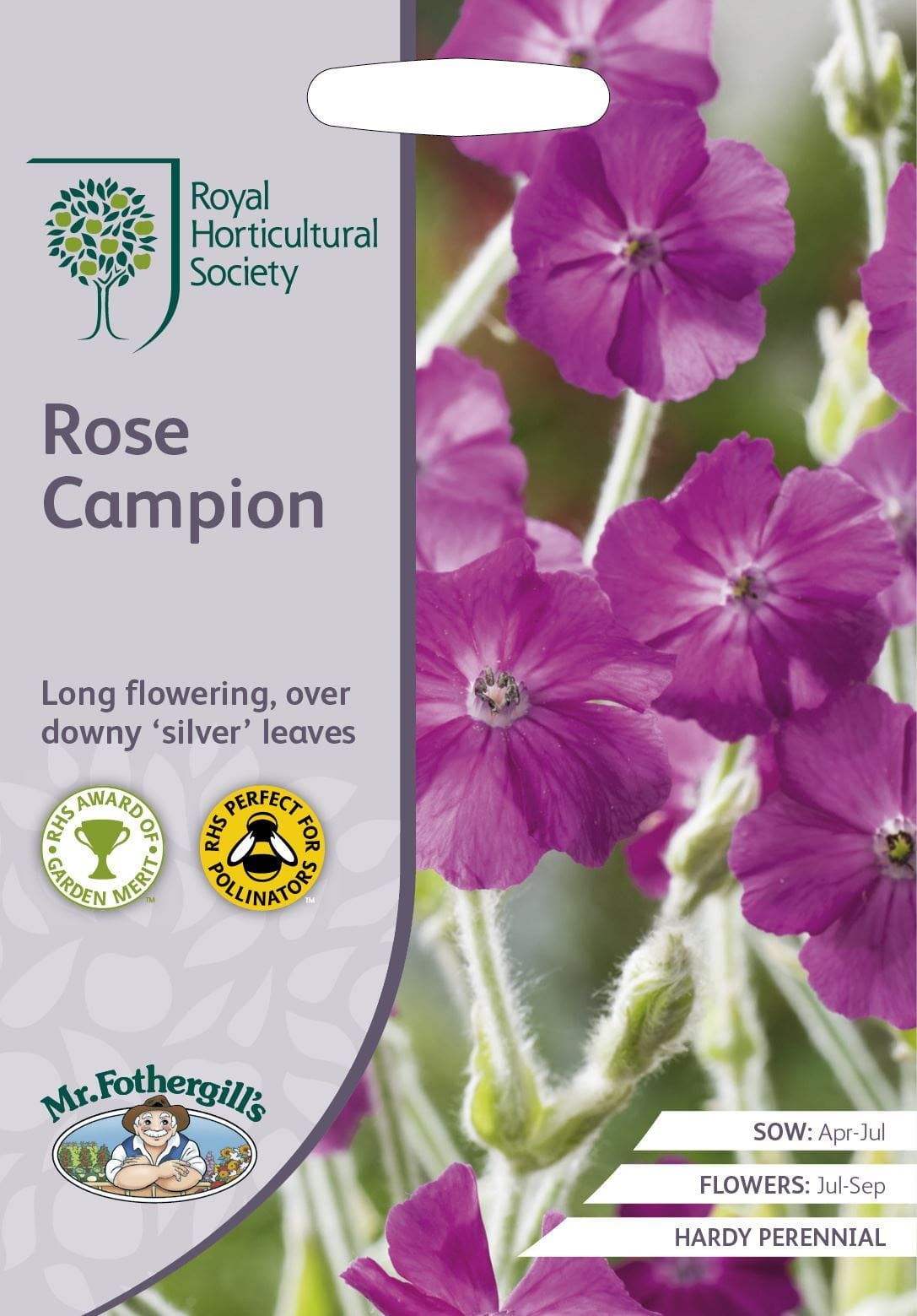 champion flower seed Mr Fothergills RHS Rose Campion 500 Seeds – JustSeed