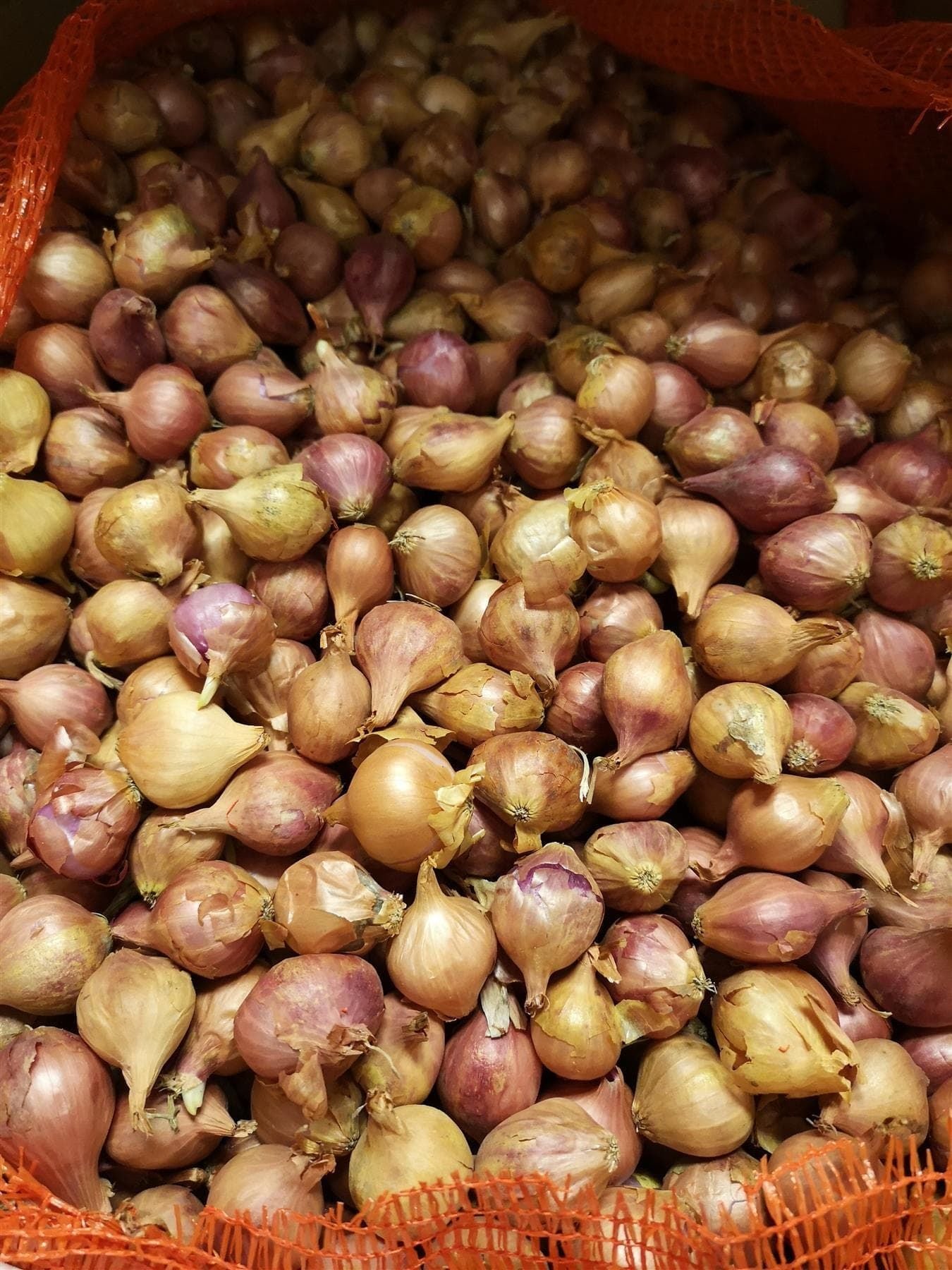 Onion Sets Pink Panther – French Pink Storage Onion