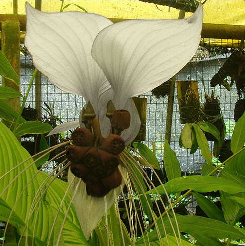 white bat plant seeds Tacca chantrieri - Nivea