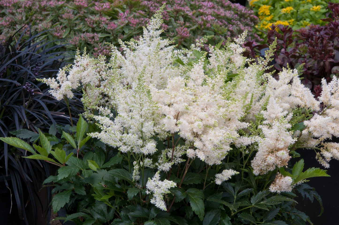 Astilbe Astary White Seeds