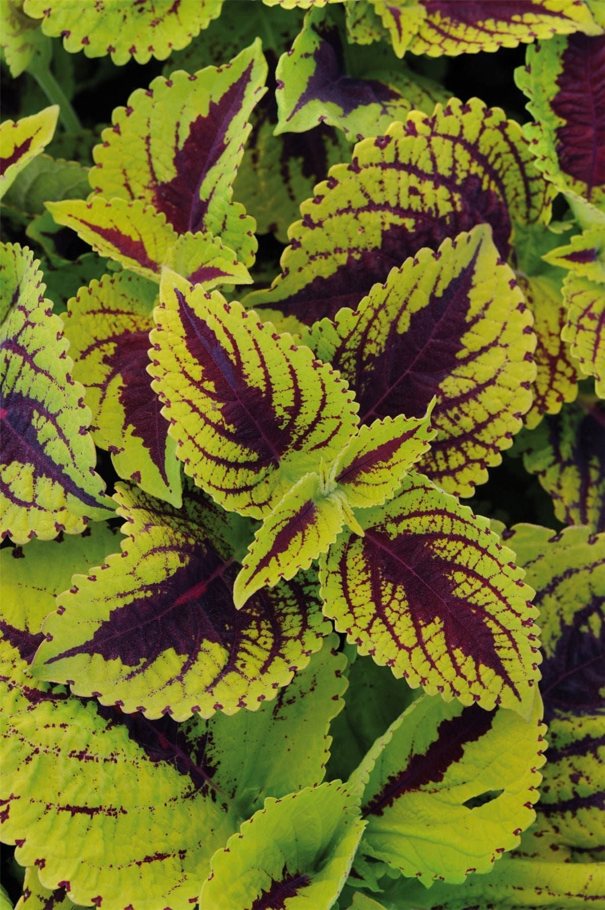 Coleus Kong Lime Sprite Seeds
