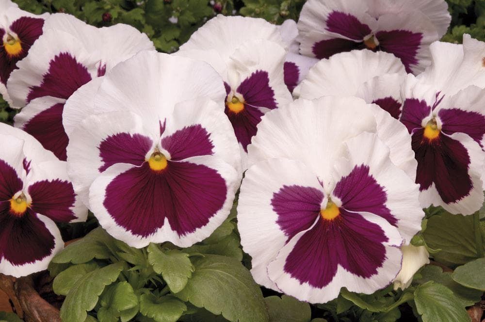 Pansy Mystique White Red Blotch F1 Hybrid Seeds
