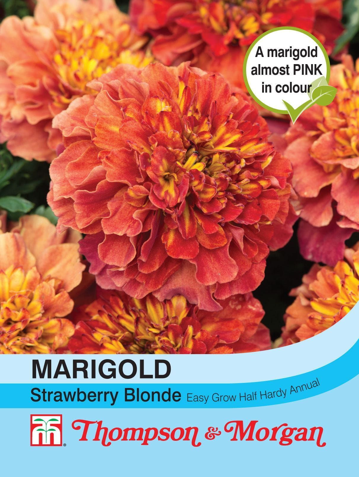 Thompson & Morgan French Marigold Strawberry Blonde 20 Seed