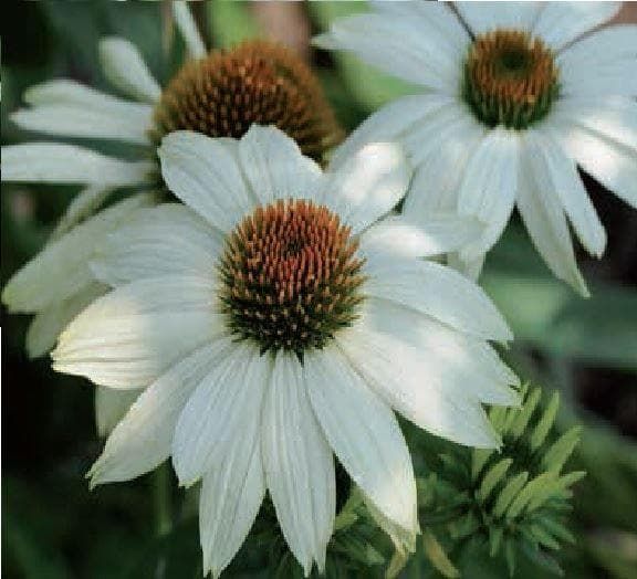 Echinacea PowWow White Seeds