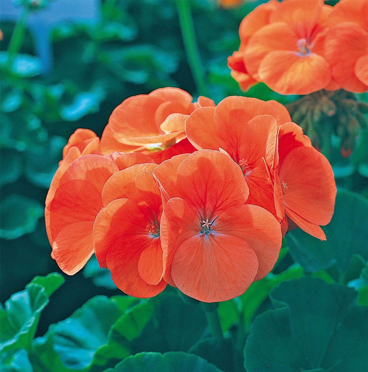 Geranium Horizon F1 Hybrid Orange Seeds