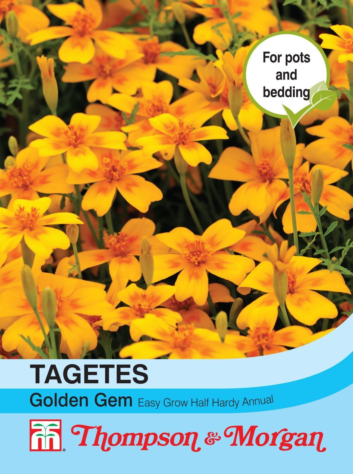 thompson and morgan flower seeds Thompson & Morgan Tagetes Golden Gem 300 Seed – JustSeed