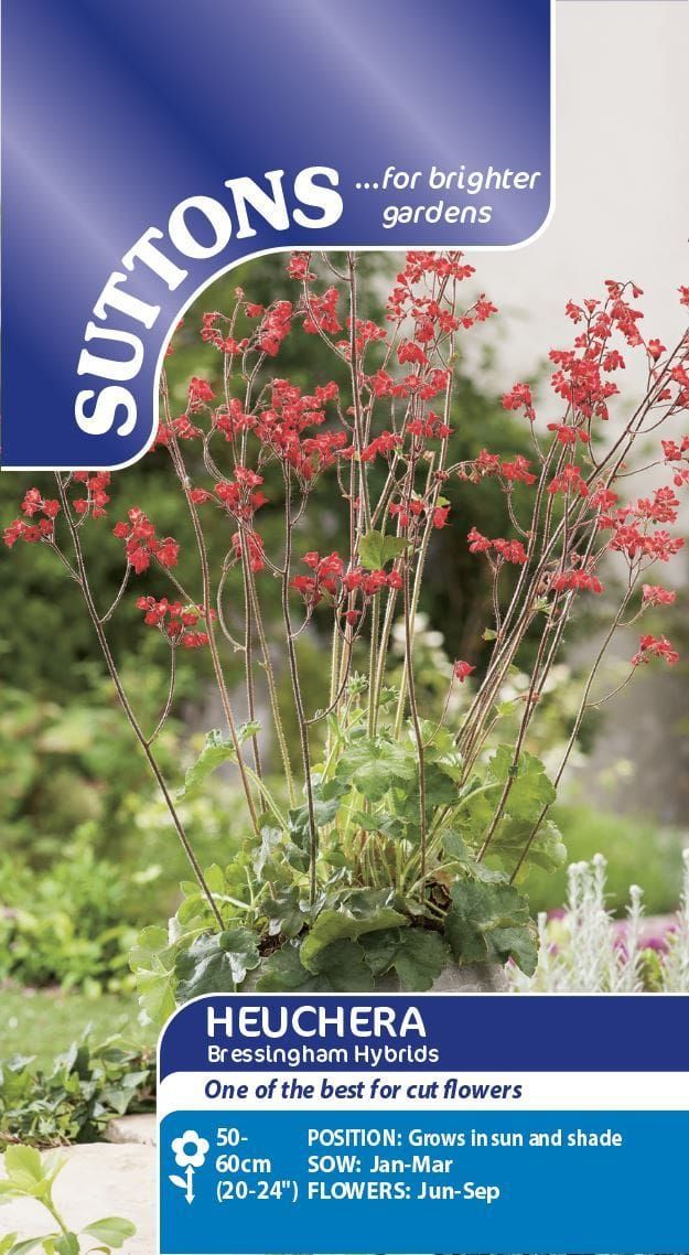 Sutton Seeds - Heuchera Seeds - Bressingham Hybrids