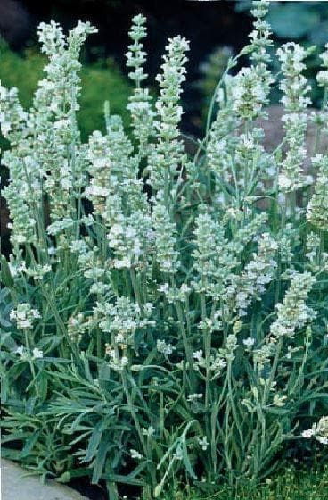 Lavender Ellagance Snow Seeds