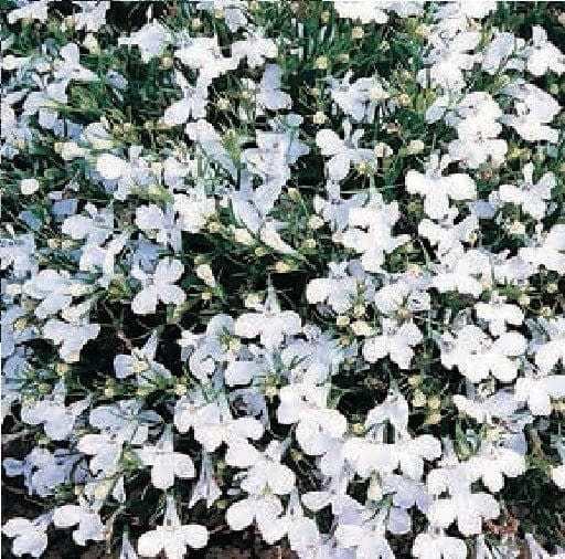 Trailing Lobelia Fountain White Seeds