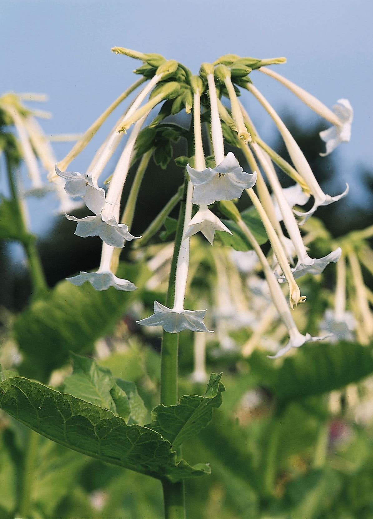 Nicotiana sylvestris White Trumpets Seeds