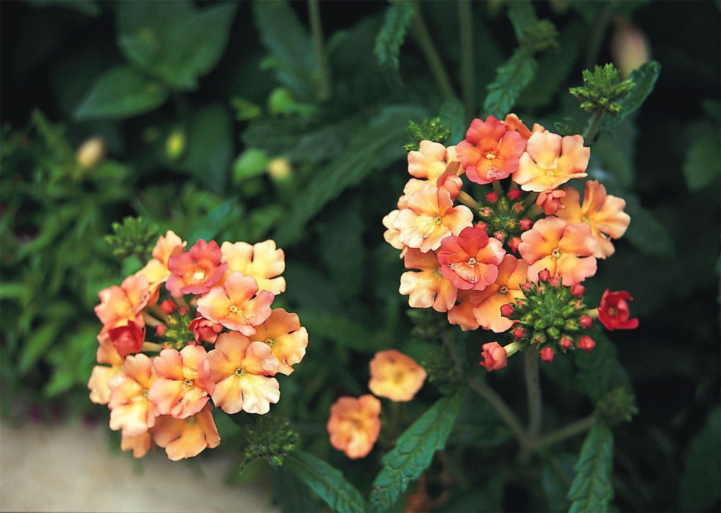 Verbena Peaches and Cream Seeds