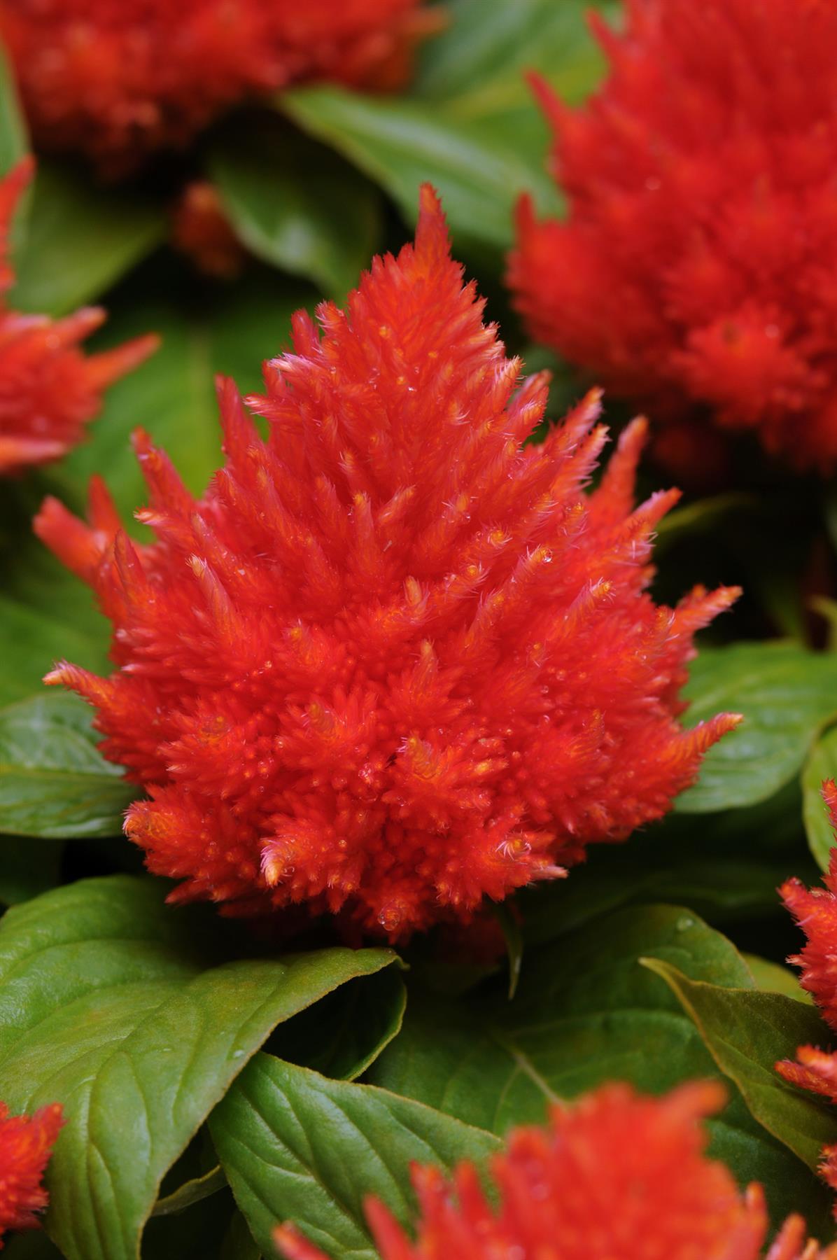 Celosia Ice Cream - Orange Seeds