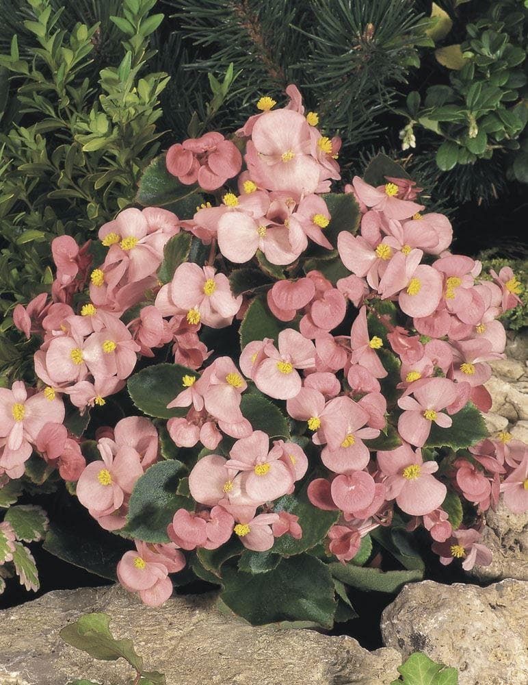 Begonia Heaven Pink F1 Hybrid Seeds