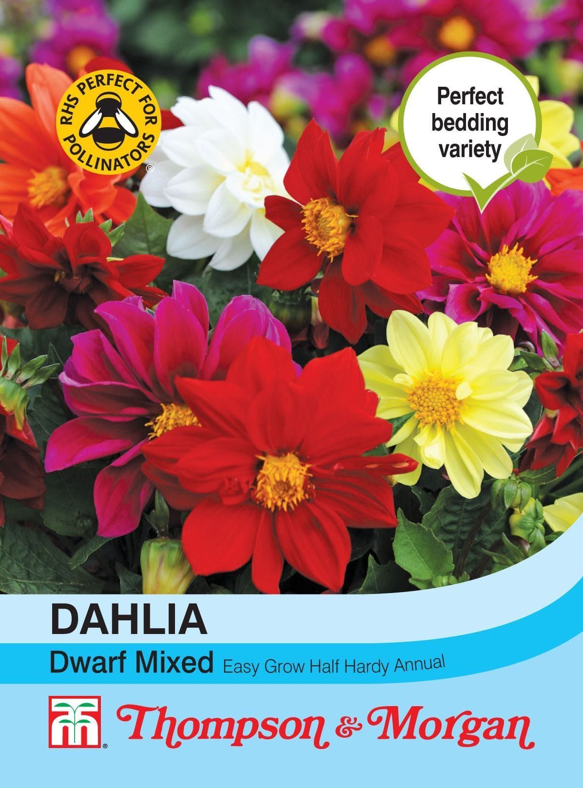 Thompson & Morgan Dahlia Dwarf Mixed 50 Seed