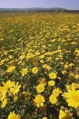 Wild Flower Corn Marigold Glebionis segetum Seeds