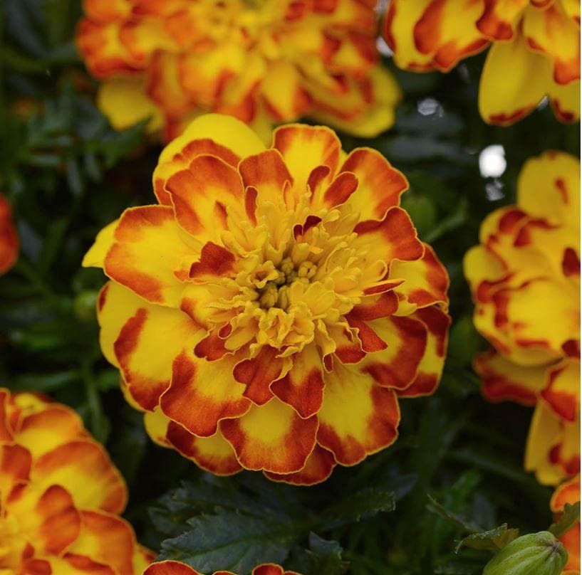 French Marigold Flamenco Seeds