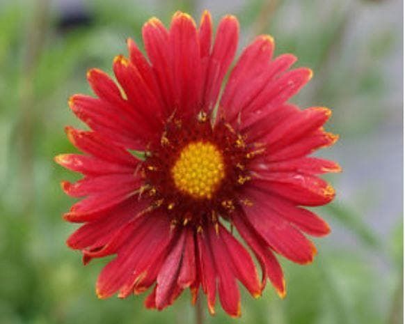 Gaillardia Burgundy Red Wine Seeds