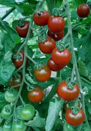 Tomato Garnet Seeds