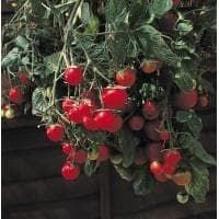 Tomato Gartenperle Seeds