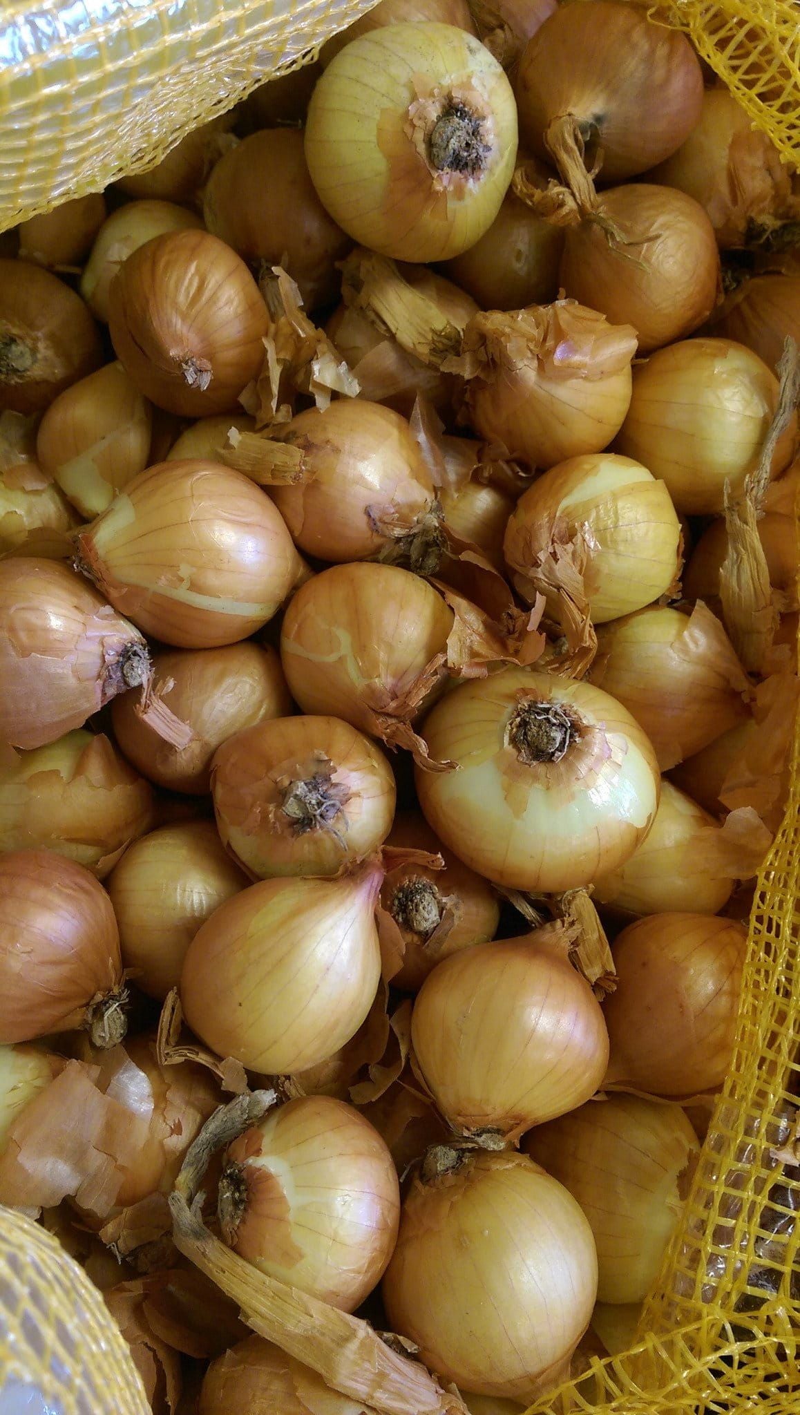 Shallot Sets Golden Gourmet