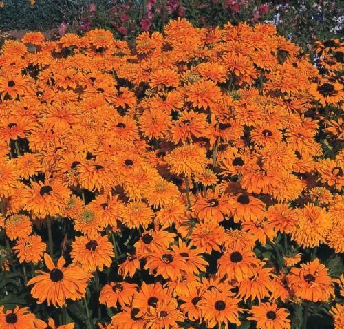 Rudbeckia Goldilocks Improved Seeds